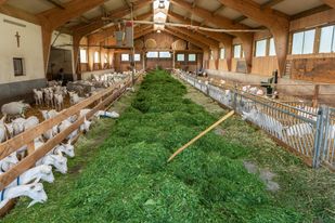 Ferienhof mit Ziegen in Oberösterreich